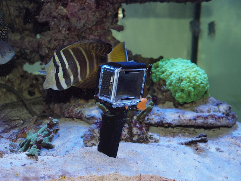 Meerwasser Aquarium Blog 2016 Fotos Tipps und Tricks