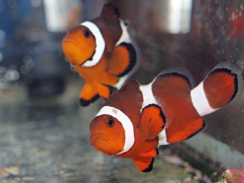 Meerwasser Aquarium Blog 2016 Fotos Tipps und Tricks